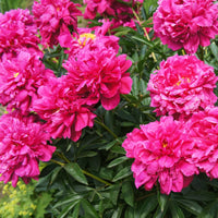 PAEONIA LACTIFOLIA - KANSAS