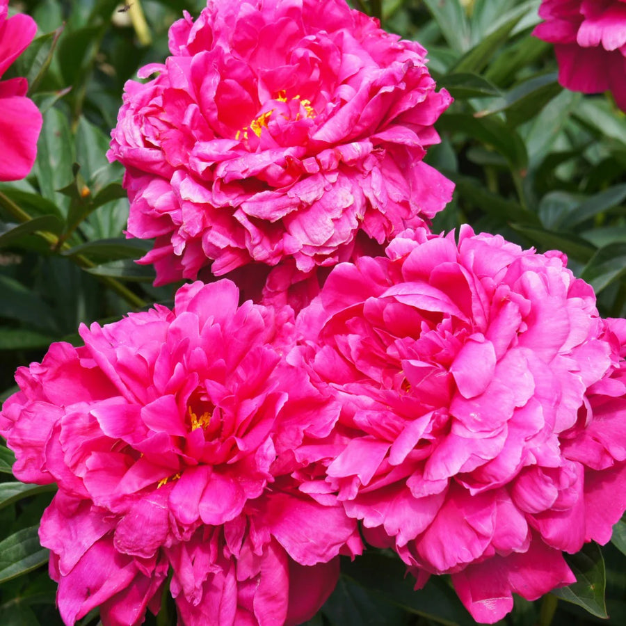 PAEONIA LACTIFOLIA - KANSAS