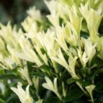 EUONYMUS JAPONICUS - PALOMA BLANCA
