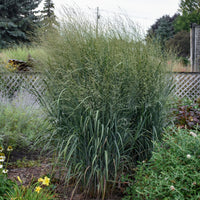 PANICUM VIRGATUM PRAIRIE WINDS TOTEM POLE