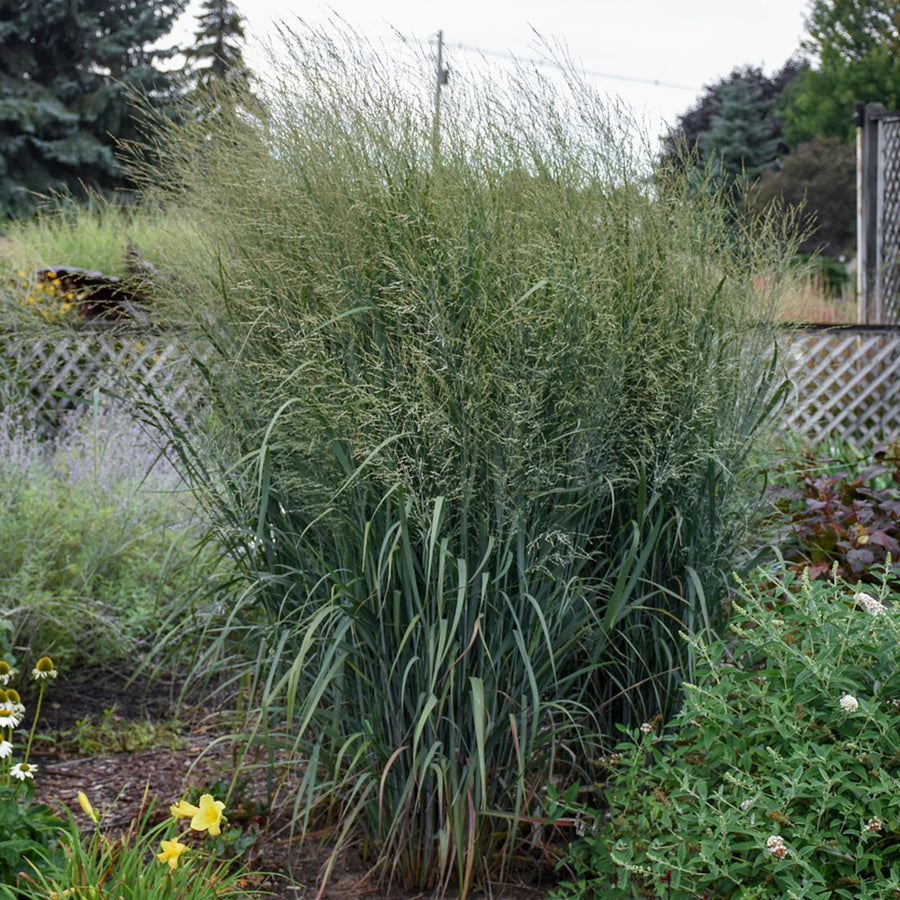 PANICUM VIRGATUM PRAIRIE WINDS TOTEM POLE