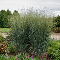 PANICUM VIRGATUM PRAIRIE WINDS TOTEM POLE