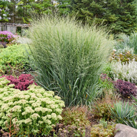 PANICUM VIRGATUM PRAIRIE WINDS TOTEM POLE