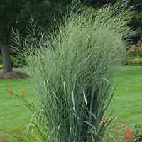 PANICUM VIRGATUM PRAIRIE WINDS TOTEM POLE