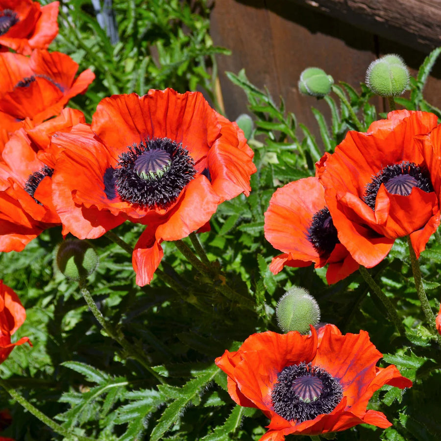 PAPAVER ORIENTALE - BEAUTY OF LIVERMERE