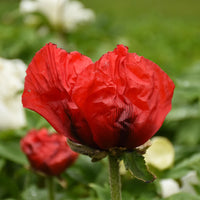 PAPAVER ORIENTALE - BEAUTY OF LIVERMERE