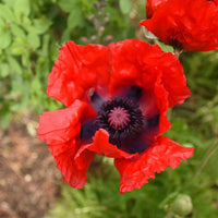 PAPAVER ORIENTALE - BEAUTY OF LIVERMERE