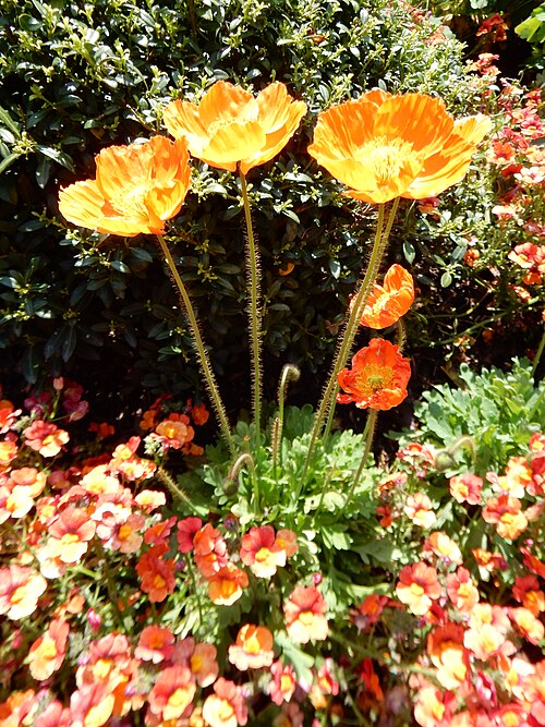 PAPAVER NUDICAULE - CHAMPAGNE BUBBLES ORANGE
