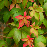 PARTHENOCISSUS QUINQUEFOLIA - ENGELMANNII