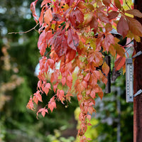 PARTHENOCISSUS QUINQUEFOLIA - ENGELMANNII