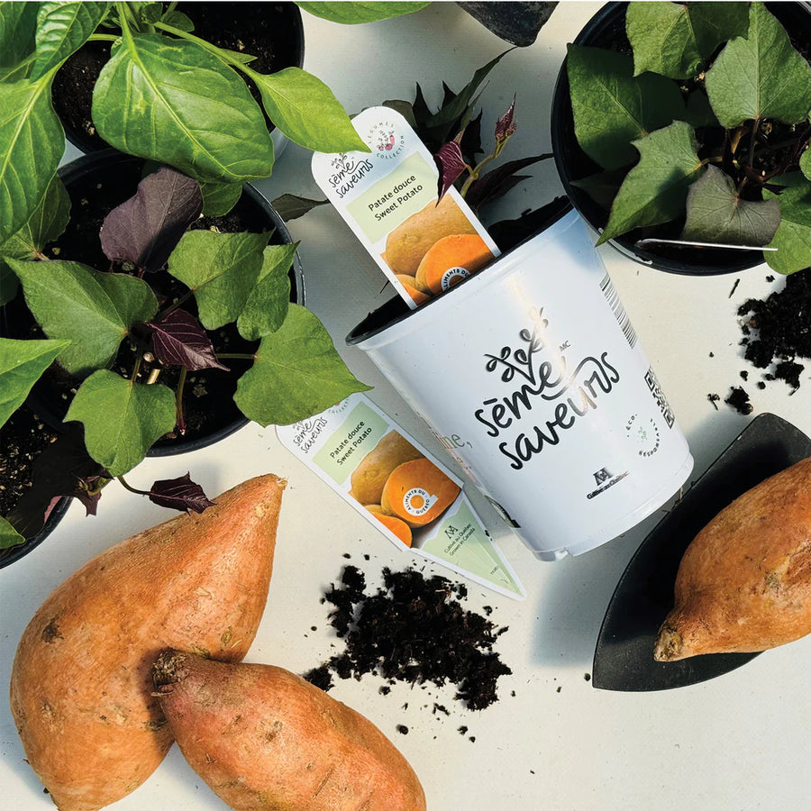 IPOMOEA BATATAS (PATATE DOUCE)