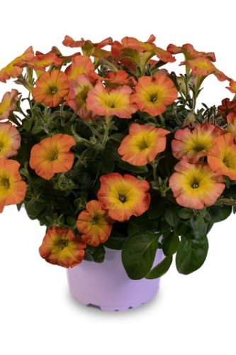 PÉTUNIA FLOWERSHOWER - GOLDEN HARVEST