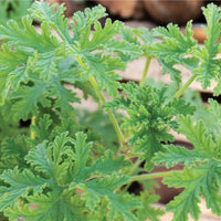 LEMON GERANIUM