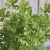 LEMON GERANIUM