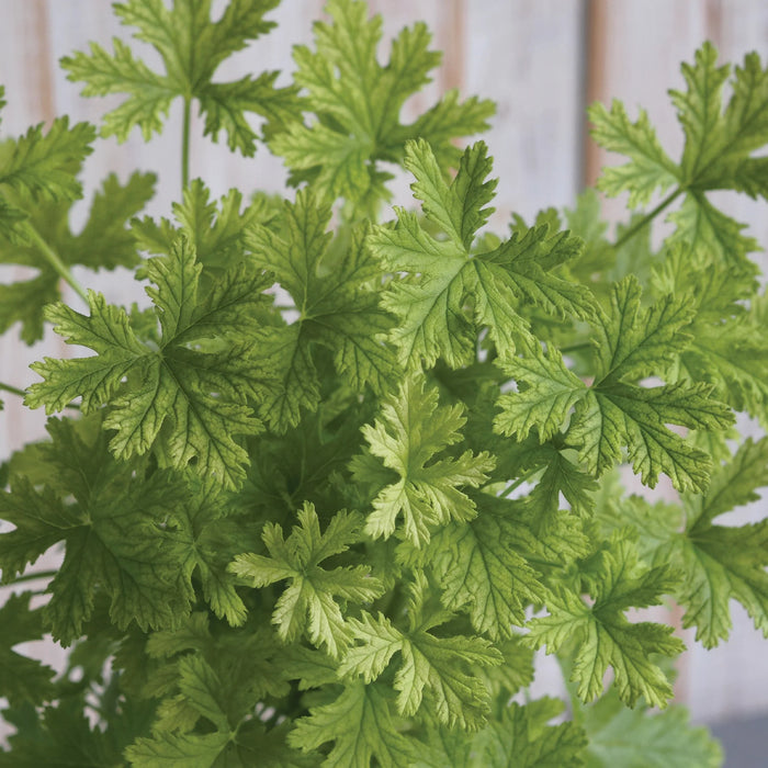 LEMON GERANIUM