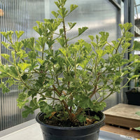LEMON GERANIUM