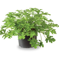 LEMON GERANIUM