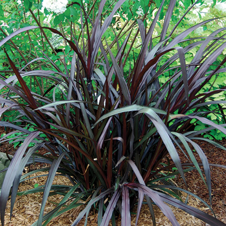 PENNISETUM  PURPUREUM - FIRST KNIGHT