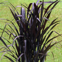 PENNISETUM  PURPUREUM - FIRST KNIGHT