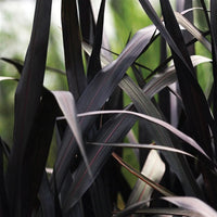PENNISETUM  PURPUREUM - FIRST KNIGHT