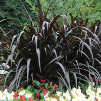 PENNISETUM  PURPUREUM - FIRST KNIGHT