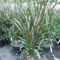 PENNISETUM  PURPUREUM - FIRST KNIGHT