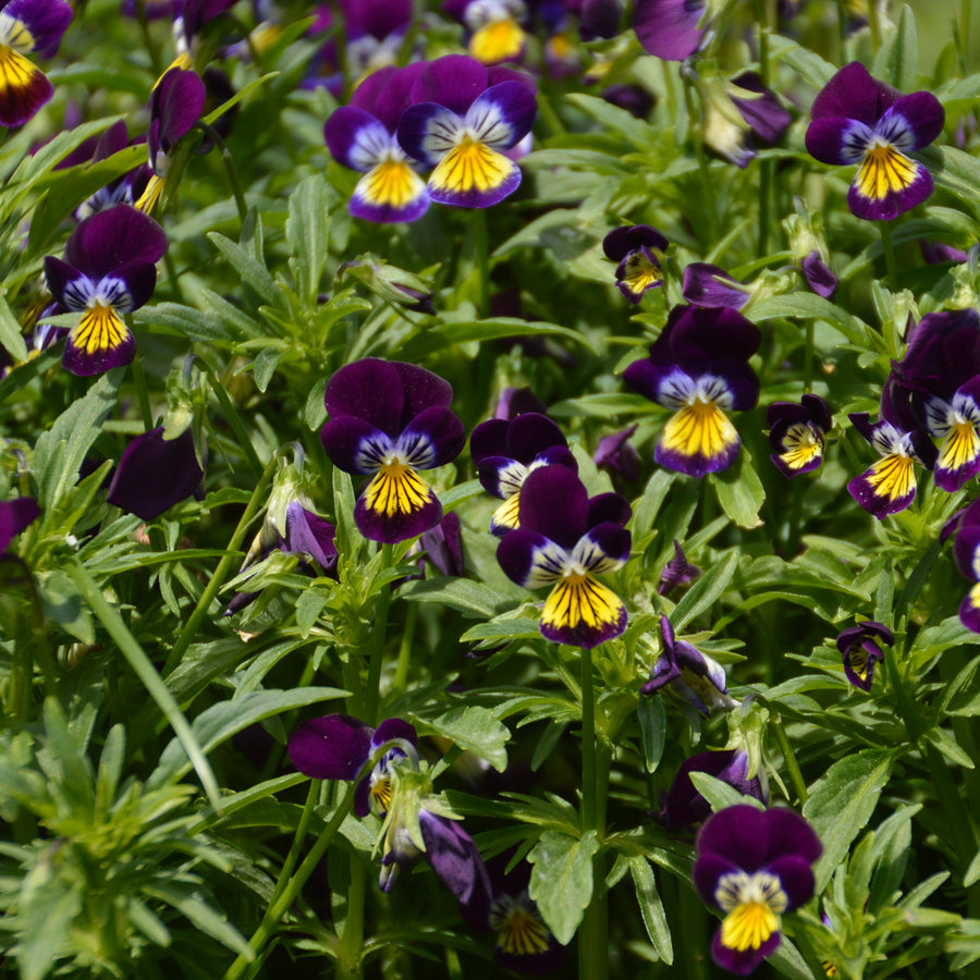 ORGANIC SEEDS: WILD PANSY