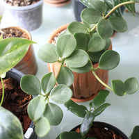 PEPEROMIA - HOPE