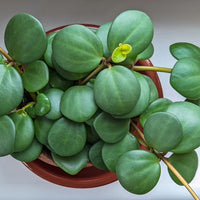 PEPEROMIA - HOPE