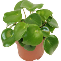 PEPEROMIA A FEUILLE S DE GOUTTES