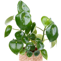PEPEROMIA A FEUILLE S DE GOUTTES
