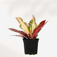 CROTON PETRA