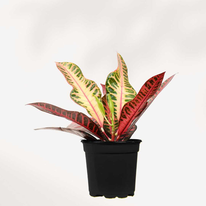CROTON PETRA