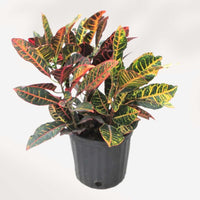 CROTON PETRA
