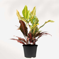 CROTON PETRA