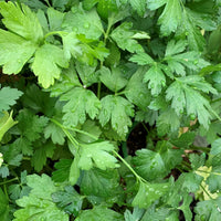 PETROSELINUM CRISPUM HORTENSE (PERSIL ITALIEN)