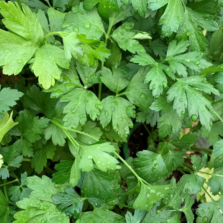 PETROSELINUM CRISPUM HORTENSE (PERSIL ITALIEN)