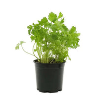 PETROSELINUM CRISPUM HORTENSE (PERSIL ITALIEN)