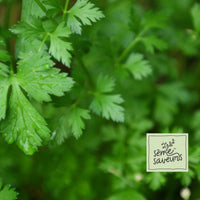 PETROSELINUM CRISPUM HORTENSE (PERSIL ITALIEN)