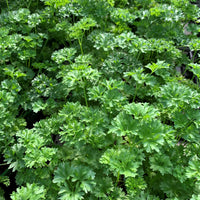 PETROSELINUM CRISPUM (PERSIL FRISÉ)