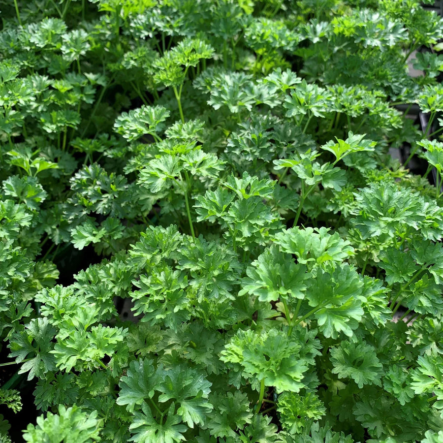 PETROSELINUM CRISPUM (PERSIL FRISÉ)