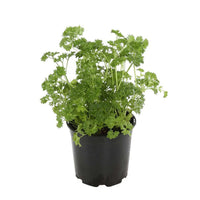 PETROSELINUM CRISPUM (PERSIL FRISÉ)
