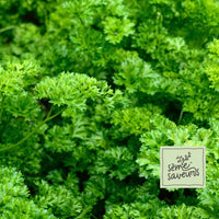 PETROSELINUM CRISPUM (PERSIL FRISÉ)