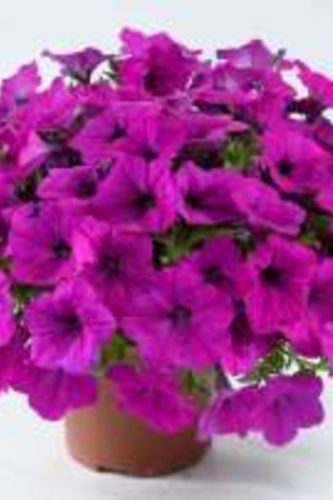 PETUNIA CAPELLA - PURPLE