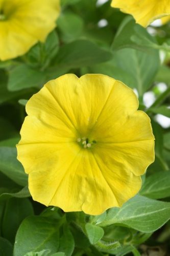 PÉTUNIA VÉGÉTATIF CAPELLA - HELLO YELLOW