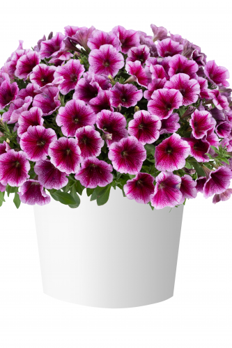 PÉTUNIA CAPELLA - FUSCHIA LACE