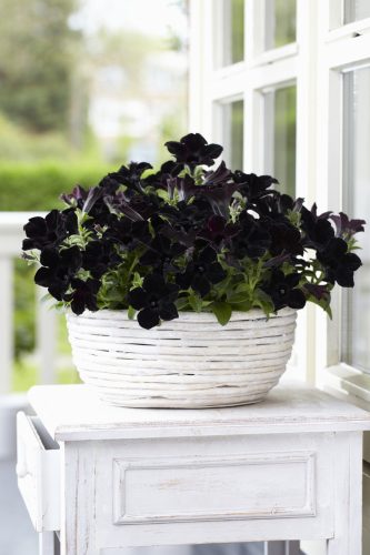PETUNIA CRAZYTUNIA - BLACK MAMBA