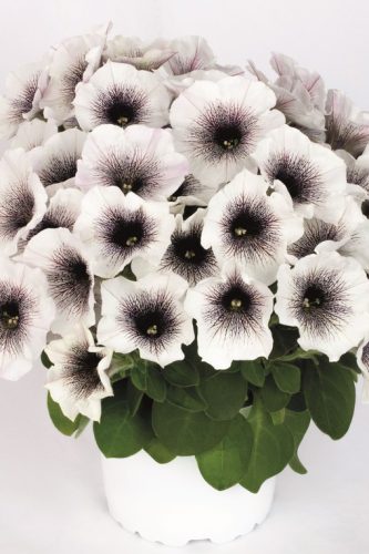 PETUNIA CRAZYTUNIA - BLACK & WHITE