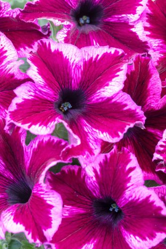 PÉTUNIA CRAZYTUNIA - COSMIC PINK