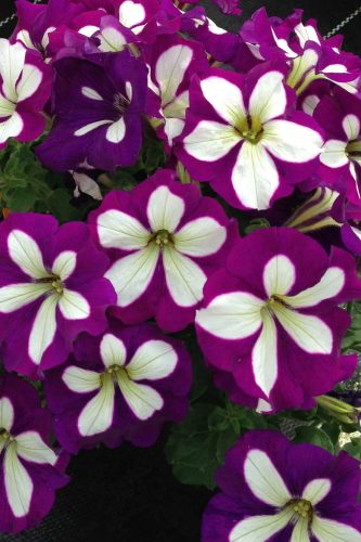 PÉTUNIA CRAZYTUNIA - LUCKY LILAC